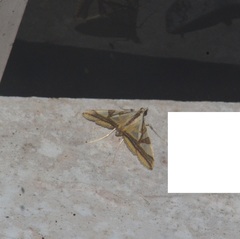 Agrioglypta naralis