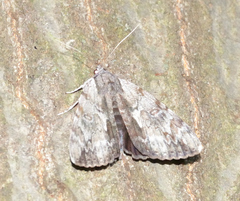 Catocala insolabilis