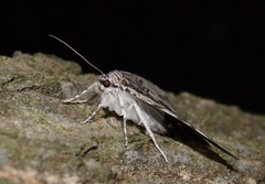 Catocala insolabilis