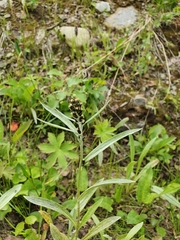 Omalotheca norvegica