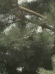 Periparus ater britannicus