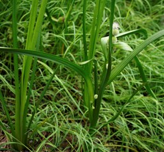 Sparganium glomeratum