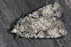 Anaplectoides