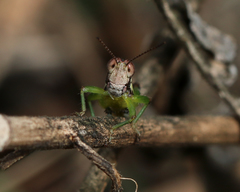 Methiolopsis geniculata