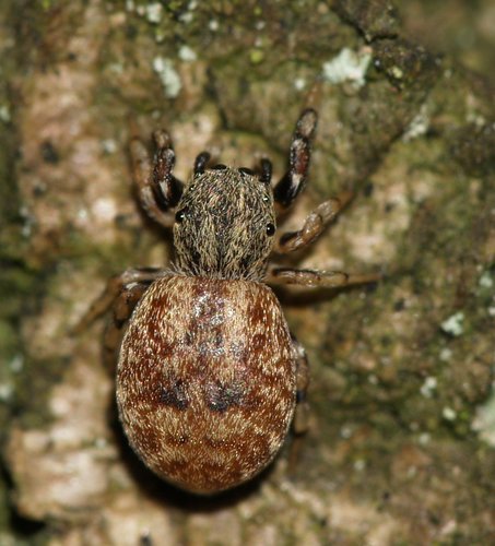 Oak Jumping Spider