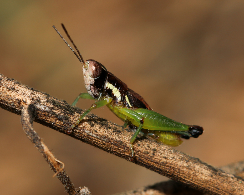 Little Black-Knees