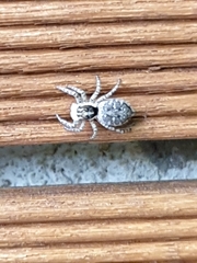 Menemerus semilimbatus