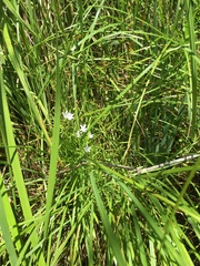 Campanula aparinoides