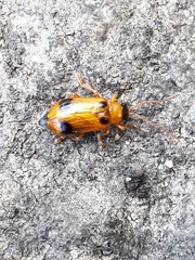 Phyllobrotica quadrimaculata