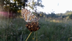 Melitaea didyma