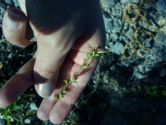 Triodanis perfoliata