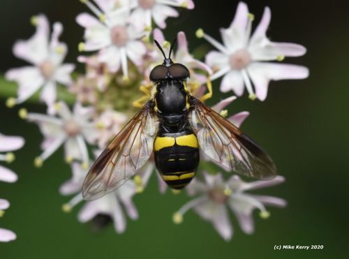 two-banded wasp hoverfly