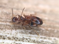 Vacusus vicinus