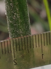 Prasophyllum elatum
