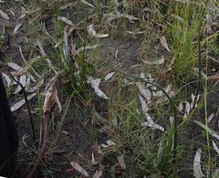 Prasophyllum elatum