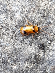 Phyllobrotica quadrimaculata