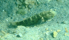 Cryptocentrus caeruleomaculatus