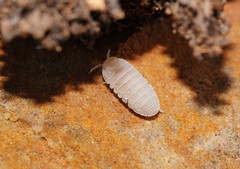 Acanthodillo commensalis