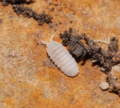 Acanthodillo commensalis