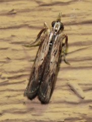 Ancylostomia stercorea