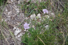 Scabiosa canescens