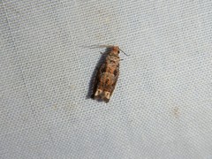 Epiblema abruptana
