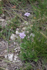 Scabiosa canescens