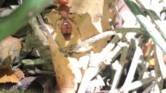 Dasymutilla scaevola