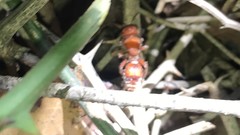 Dasymutilla scaevola