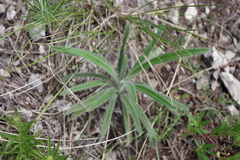 Onosma visianii