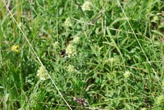 Sideritis hyssopifolia
