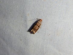 Epiblema abruptana