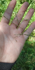 Glyceria arundinacea