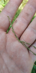 Glyceria arundinacea