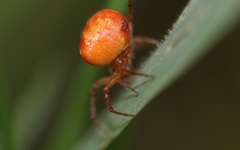 Araneus triguttatus
