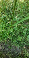 Glyceria arundinacea