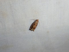 Epiblema abruptana