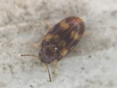 Litargus balteatus