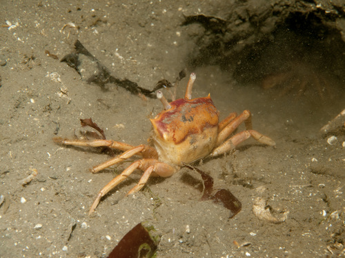 Goneplax rhomboides