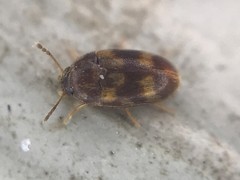 Litargus balteatus