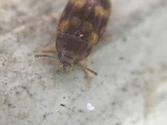 Litargus balteatus
