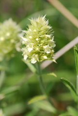Sideritis hyssopifolia