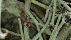 Dasymutilla scaevola