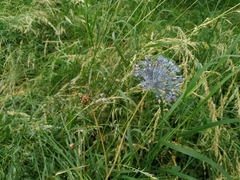 Allium caeruleum