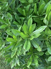 Daphne laureola
