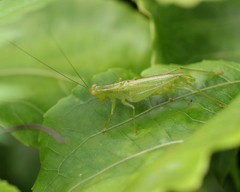 Austrophlugis orumbera