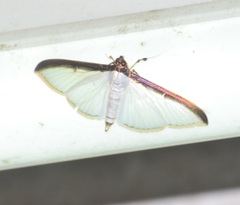 Cydalima laticostalis