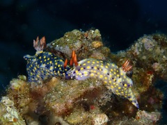 Hypselodoris roo