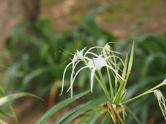 Hymenocallis speciosa