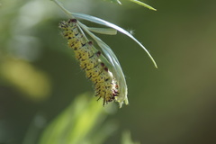 Hemileucinae